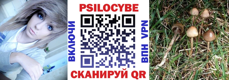 Галлюциногенные грибы Psilocybe  Йошкар-Ола 